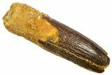 Fossil Sauropod Dinosaur (Titanosaur) Tooth - Morocco #369657-1